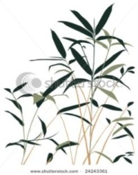 Bamboo, vector illustration.