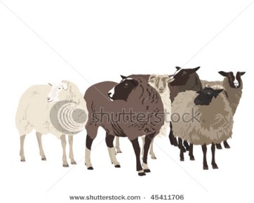 Flock of sheep.