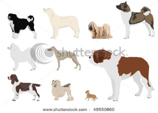 Set of ten dog breeds.