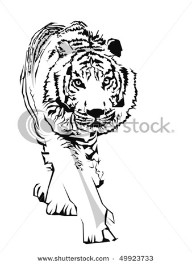 Tiger, black and white.