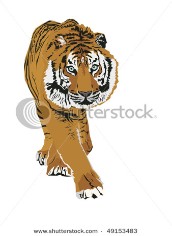 Tiger; vector format.