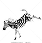 Illustration of zebra kicking.