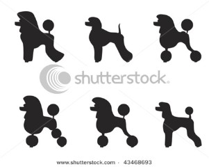 Black poodle clipped in various styles.