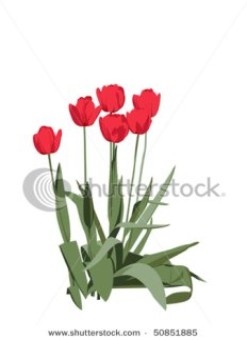 Bright red tulips. Vector format.