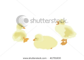 Three cute ducklings.