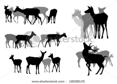 Five deer herds; vector format.