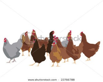 Flock of chicken.