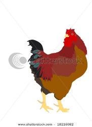 Cock illustration.