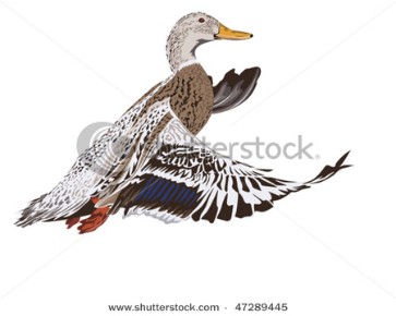 Mallard duck flying.