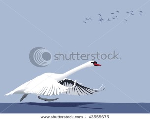 Swan flying off.