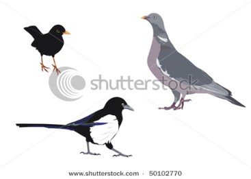Three common bird species.