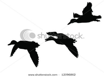 Three mallard ducks flying.